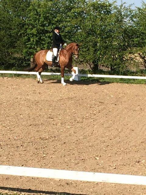 Dansk Varmblod Shipira billede 16