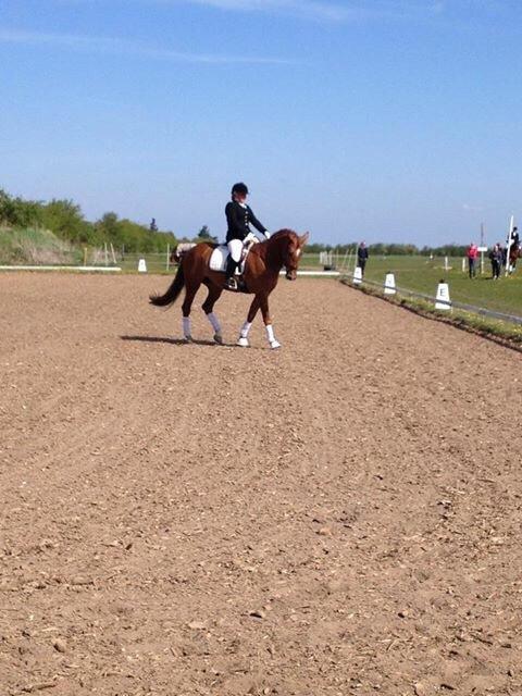 Dansk Varmblod Shipira billede 21