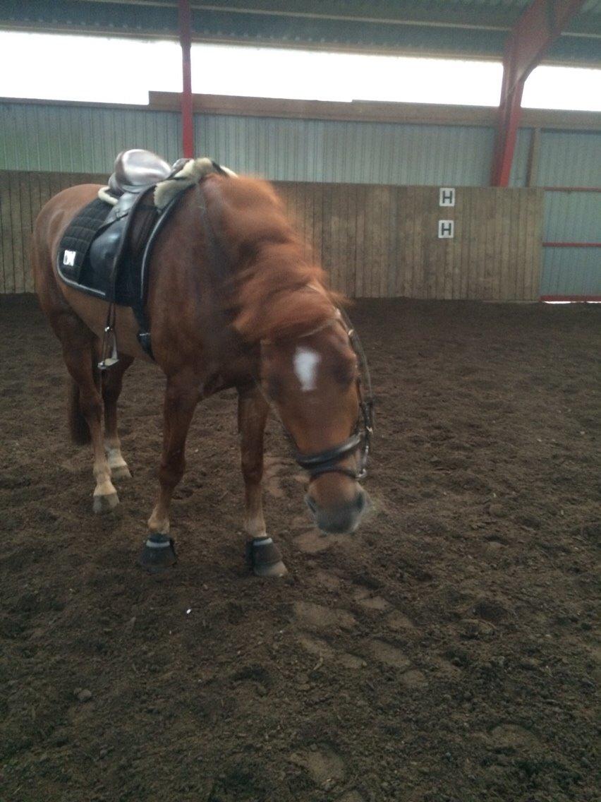 Dansk Varmblod Shipira billede 24