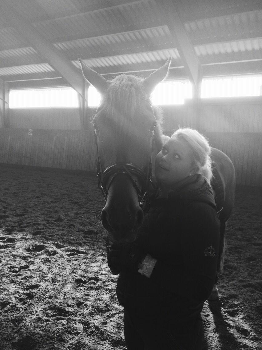 Dansk Varmblod Shipira billede 25