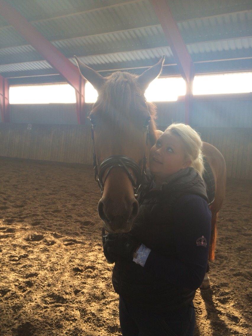 Dansk Varmblod Shipira billede 27