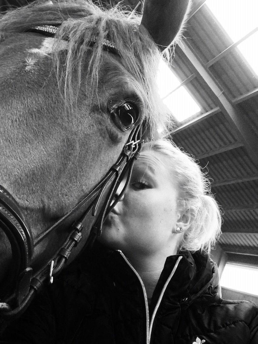 Dansk Varmblod Shipira billede 28