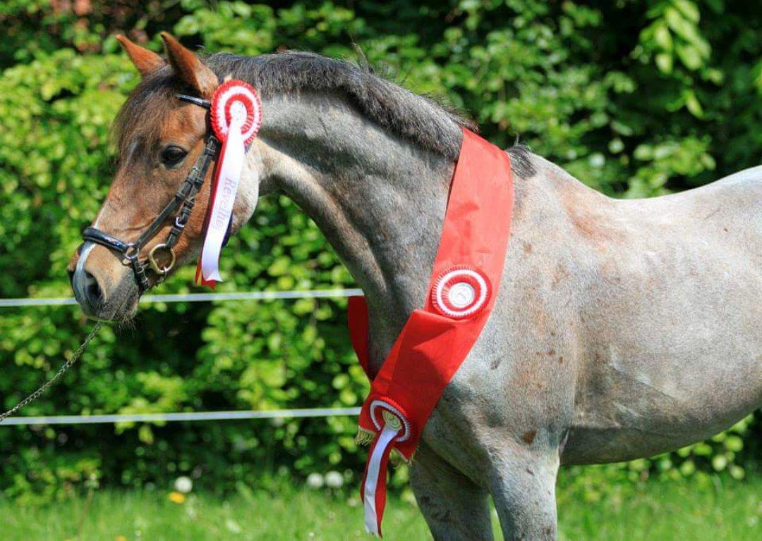 Hollandsk Sportspony Goya billede 26