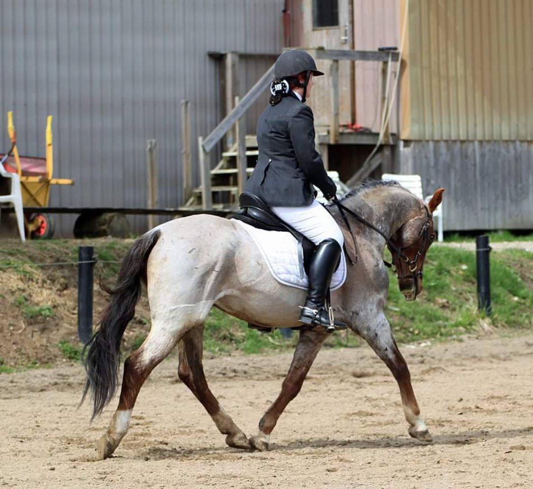 Hollandsk Sportspony Goya billede 27