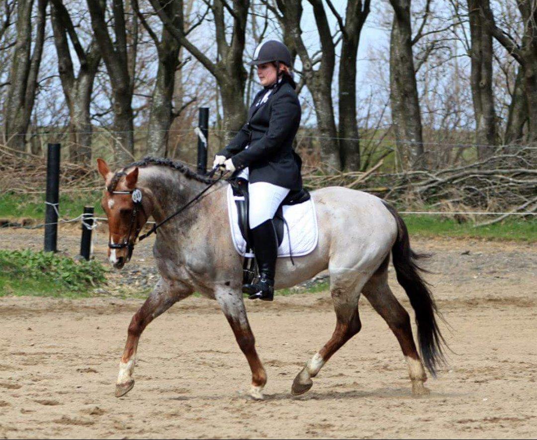 Hollandsk Sportspony Goya billede 28