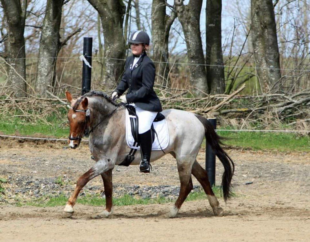 Hollandsk Sportspony Goya billede 29