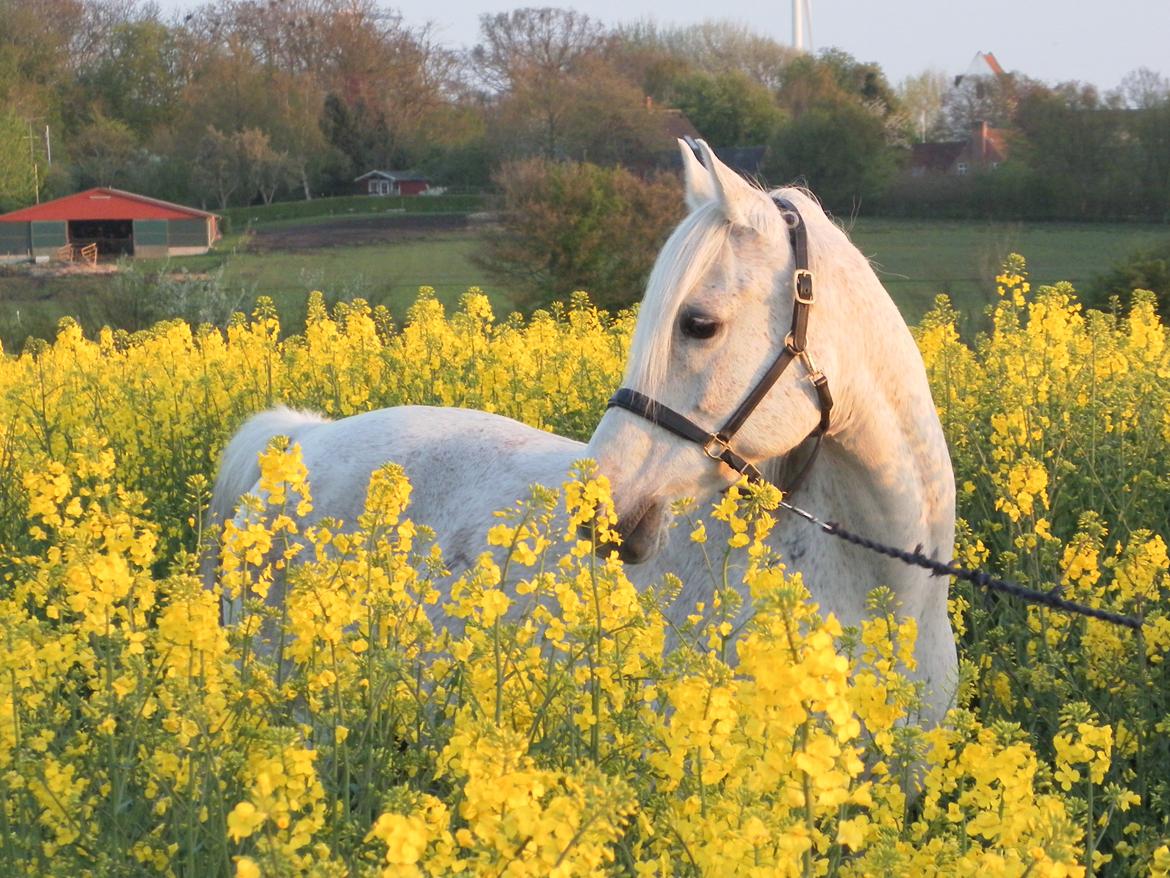 Anden særlig race Maki Sherif billede 4