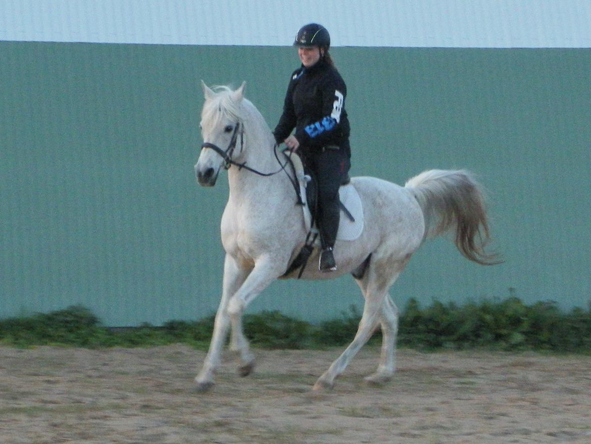 Anden særlig race Maki Sherif billede 20