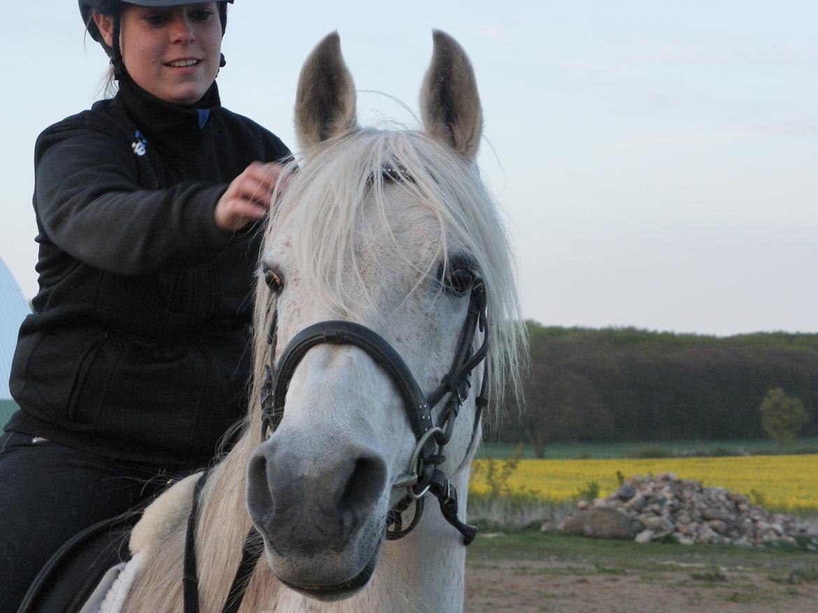 Anden særlig race Maki Sherif billede 7