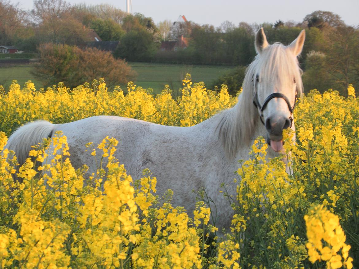 Anden særlig race Maki Sherif billede 11