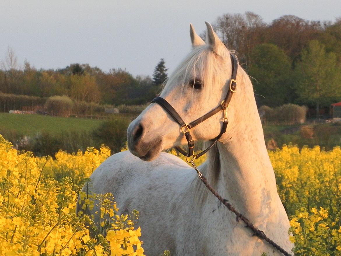 Anden særlig race Maki Sherif billede 2