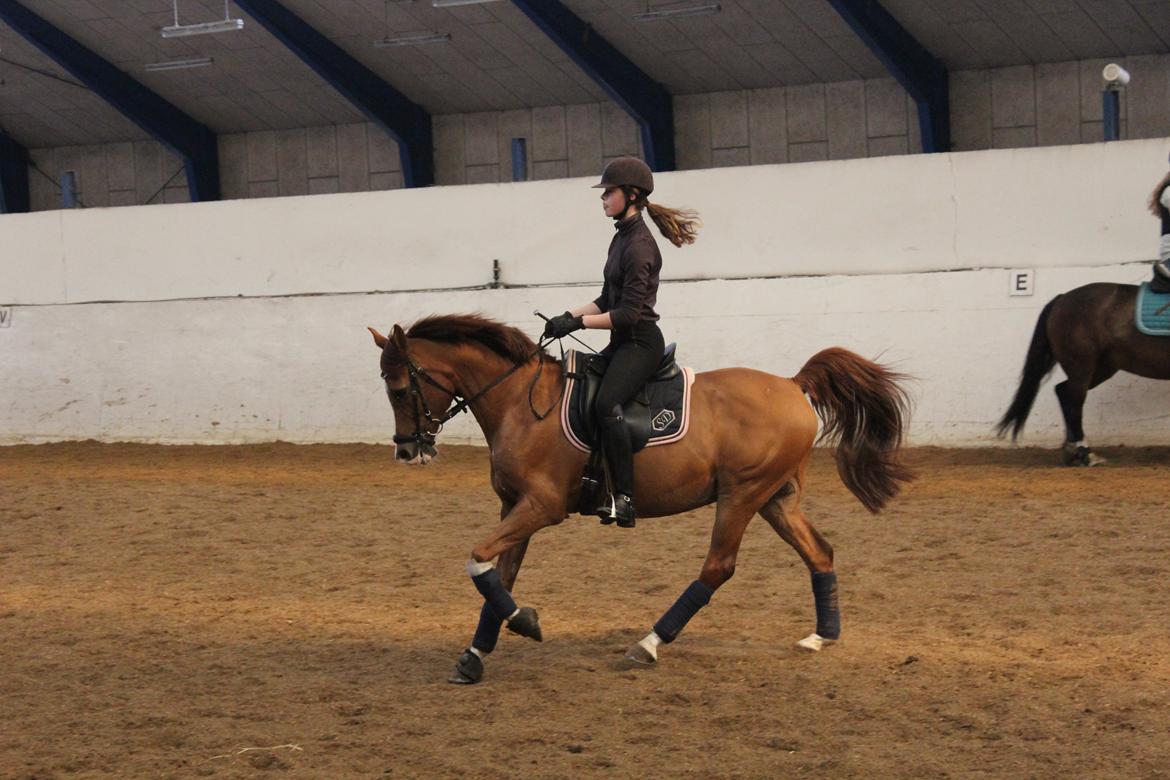 Arabisk fuldblod (OX) Stuntvil OX billede 1