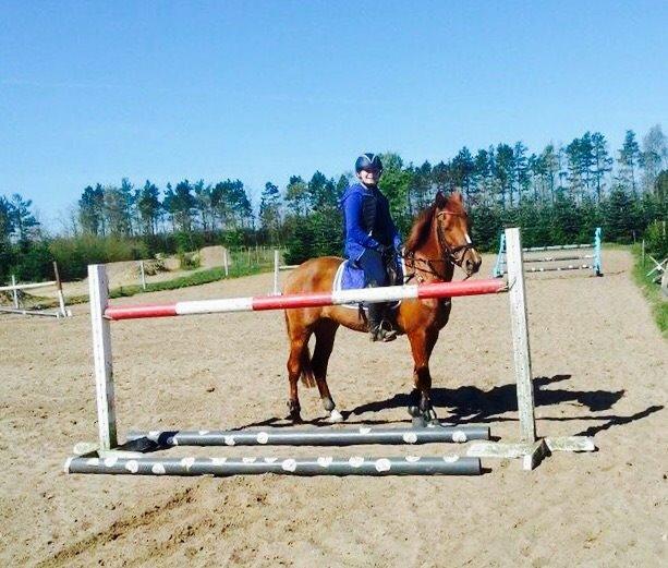 Anden særlig race EHC's Lamirz - 120 cm, lodret! B-) billede 18