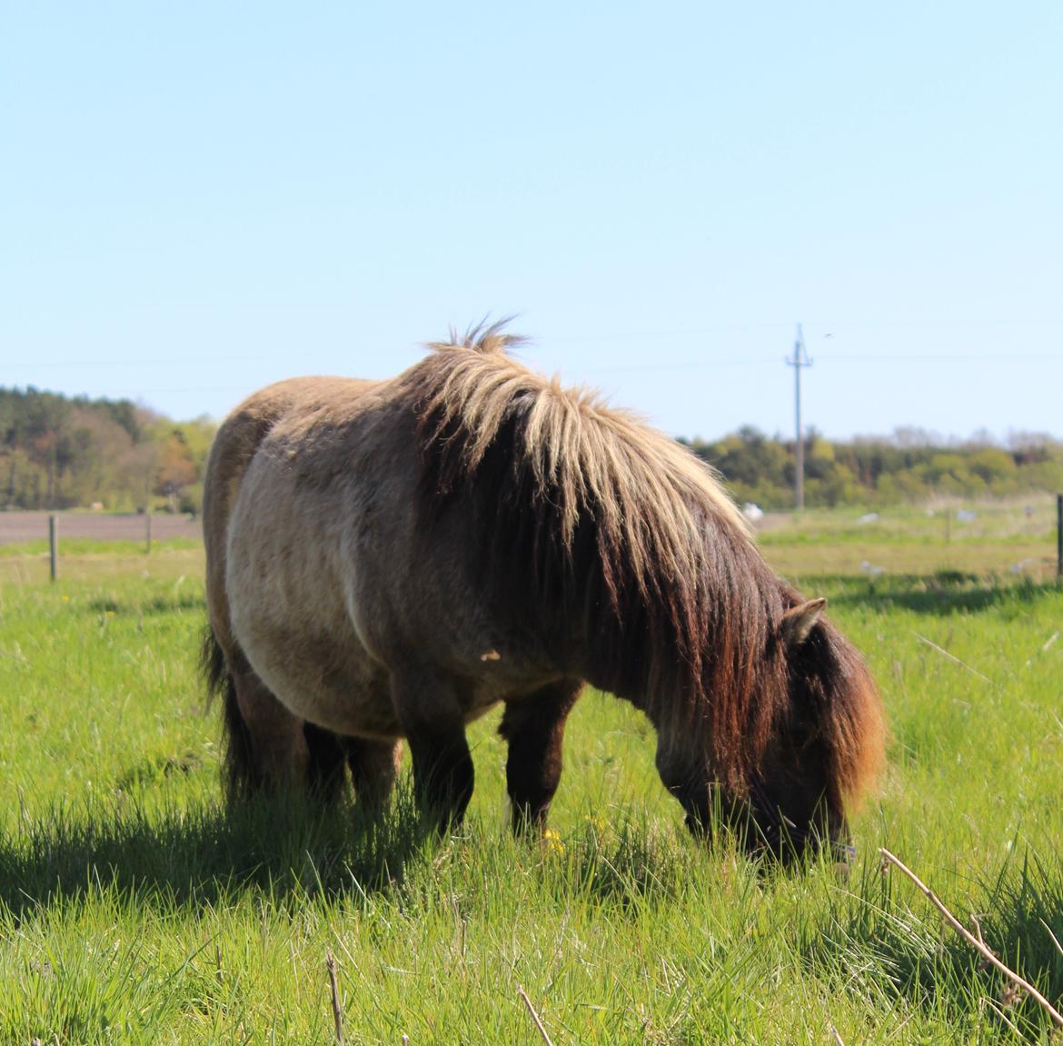 Shetlænder Mosbækmindes Tobias - Taget af: Sabrina Christensen (mig) 2015 billede 15
