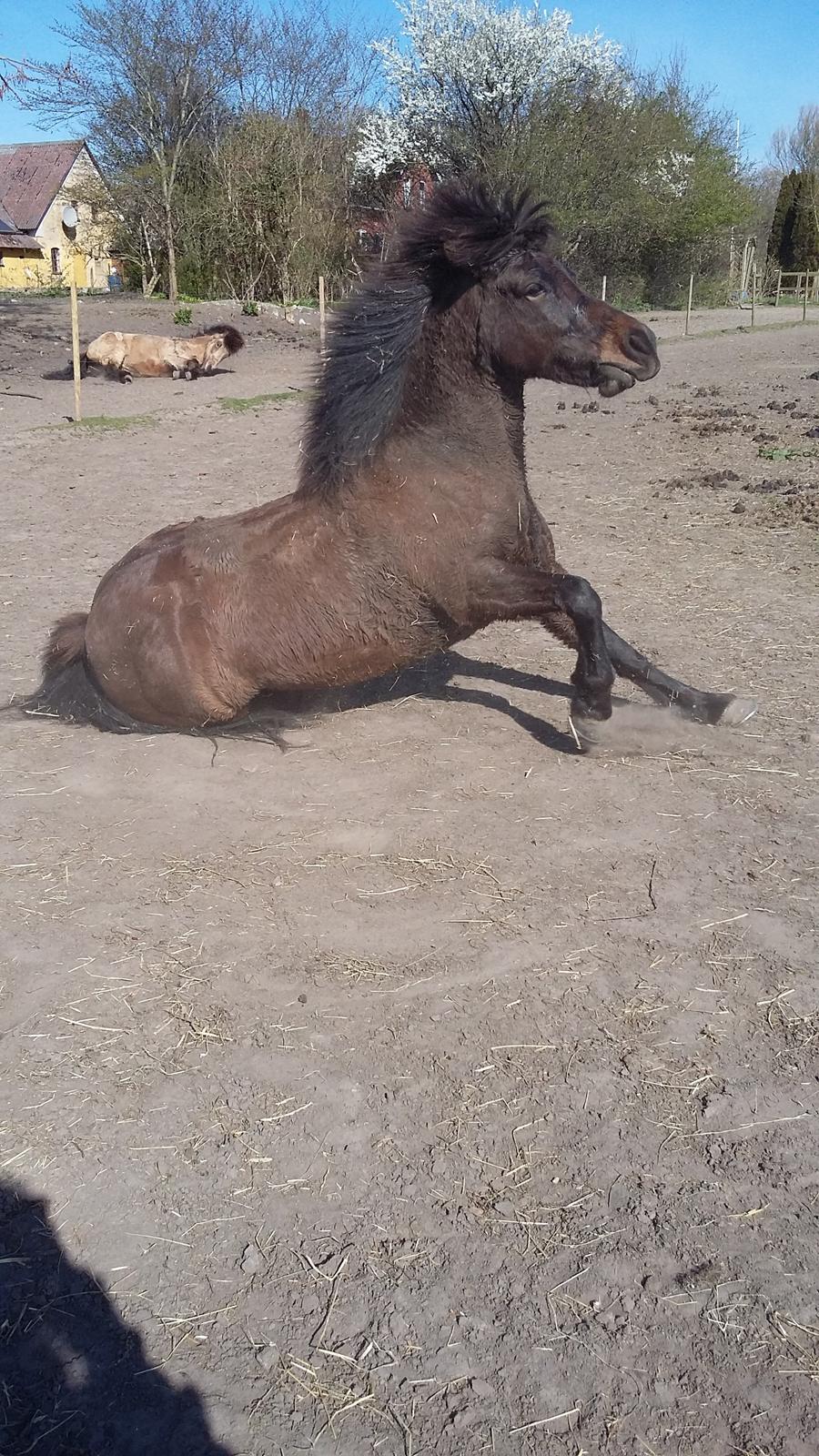 Islænder Hind - sexy face når man skal op igen! :p billede 21