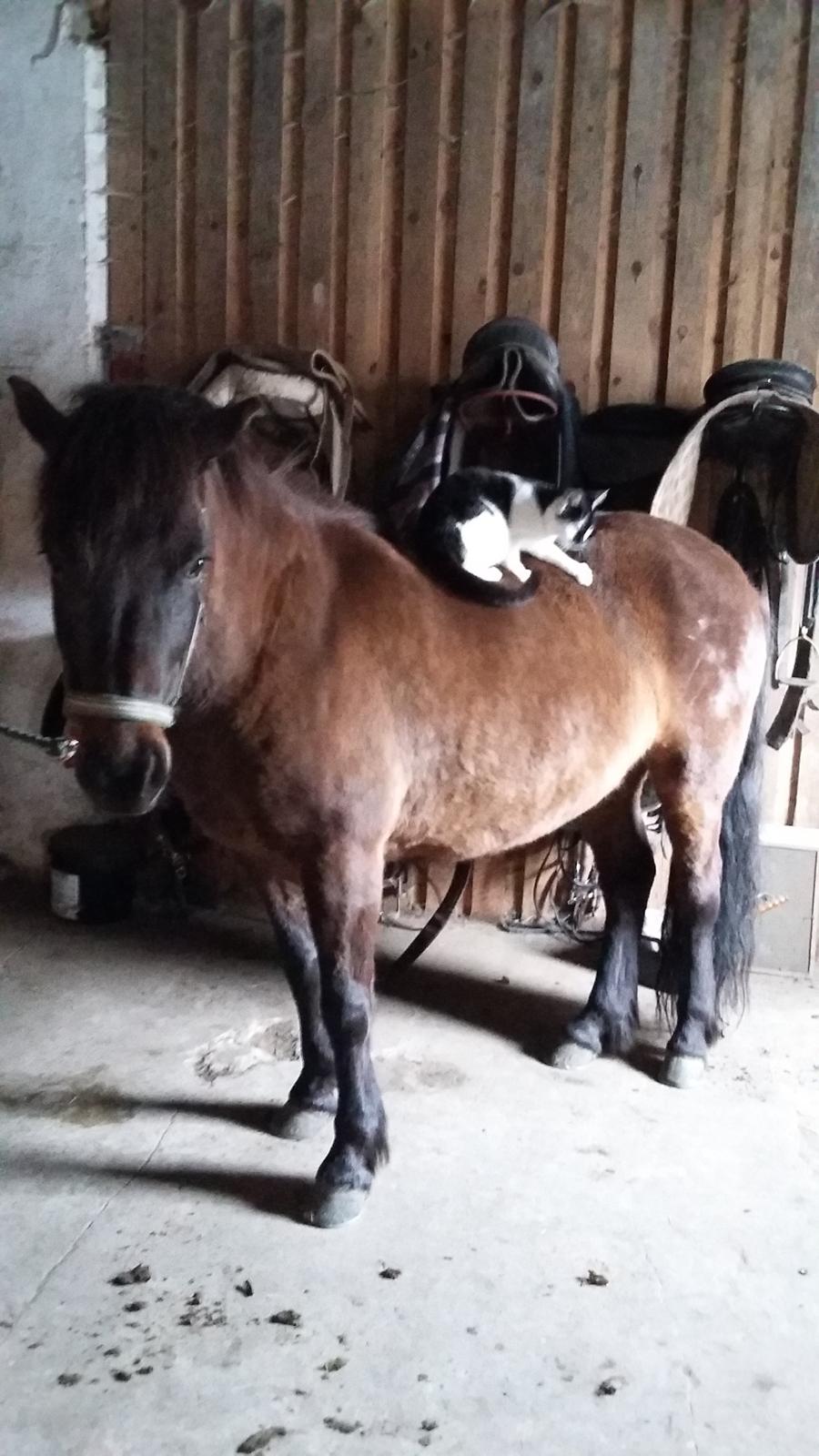 Islænder Hind - vildhesten :p og mis :D  billede 22