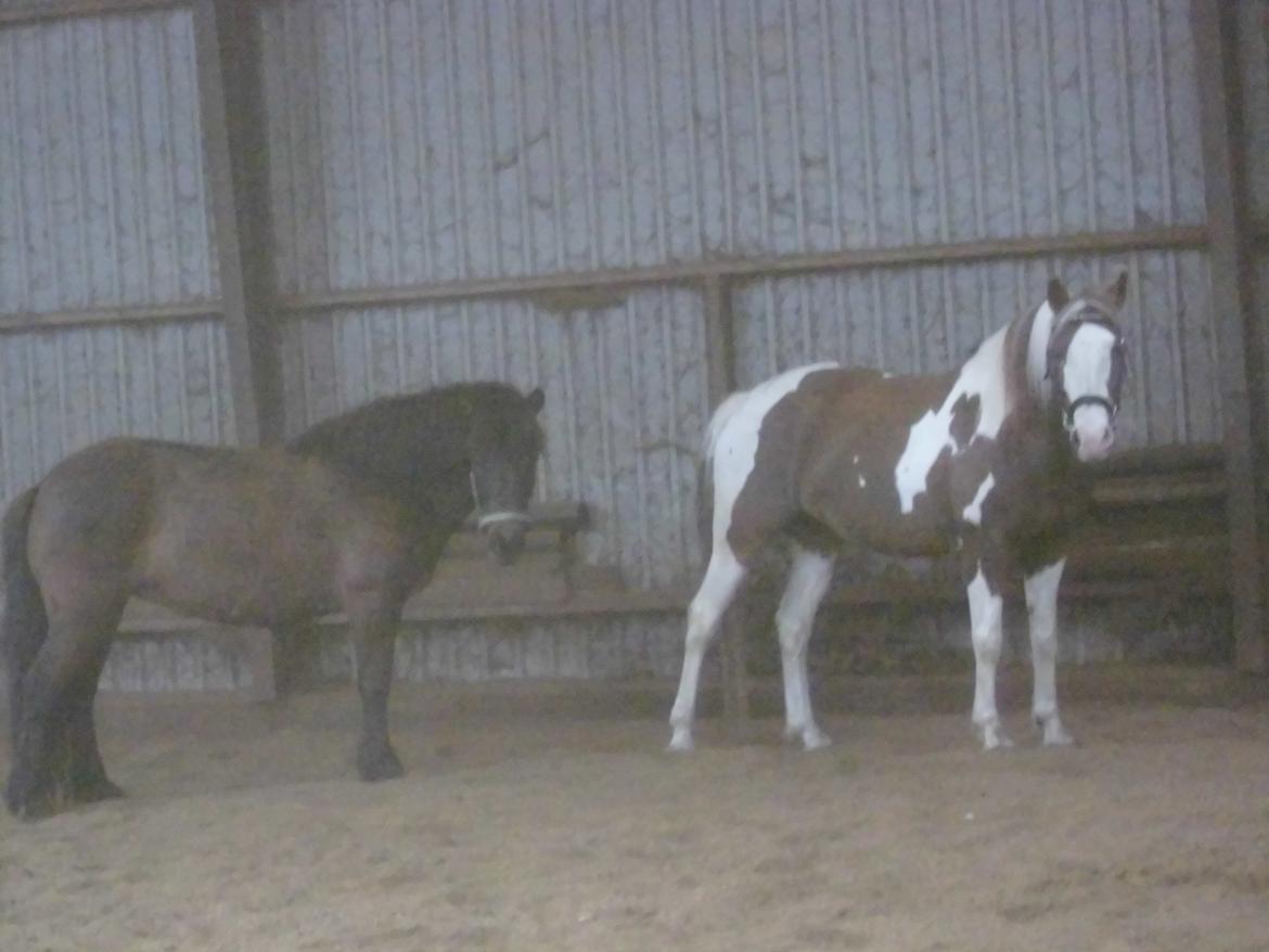 Islænder Hind - en dag med lidt løsspring :D første gang og hun var så dygtig! sammen med ducati som var en god lærer ;) billede 24