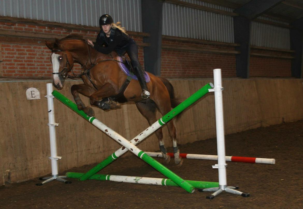 Dansk Varmblod Alsace pilekær billede 17