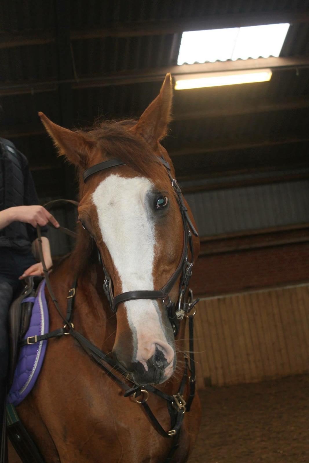 Dansk Varmblod Alsace pilekær billede 20