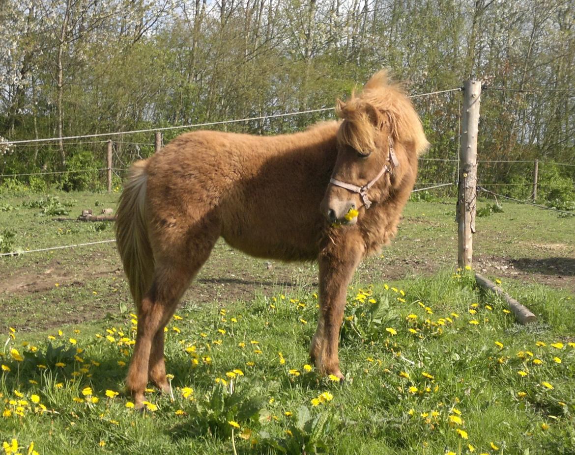 Islænder Písl fra Trekanten - Tillykke med de 1år billede 10