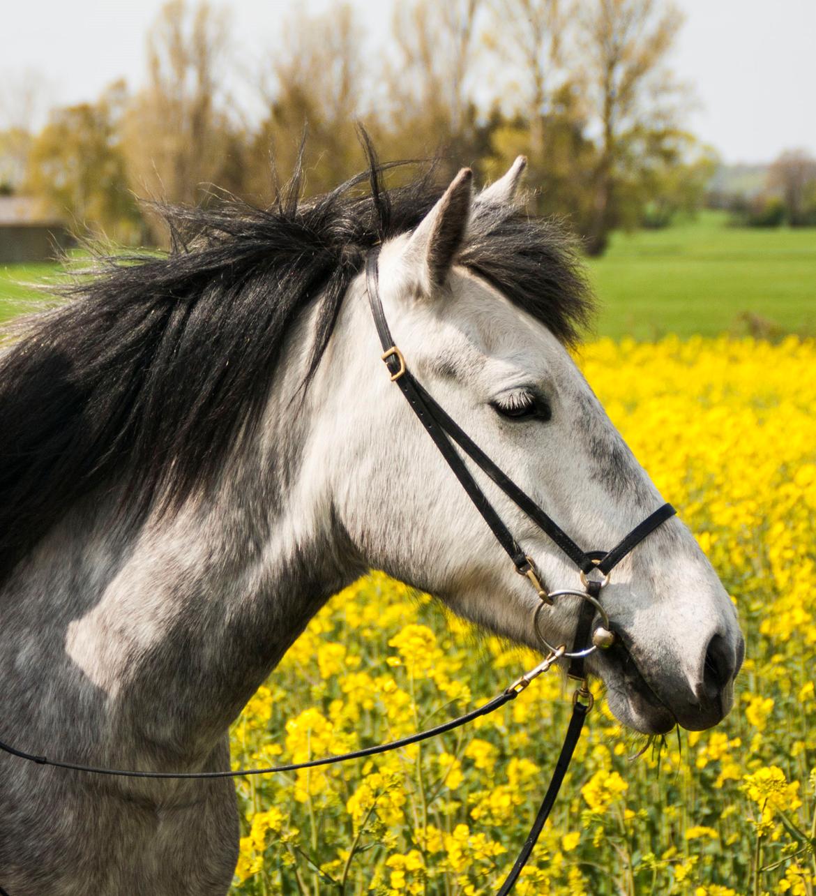 Anden særlig race Takita billede 1