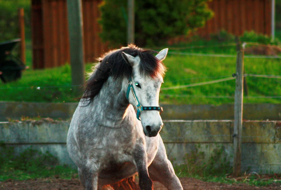 Anden særlig race Takita billede 2