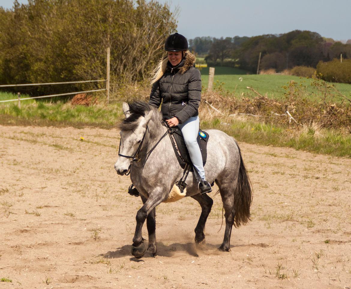 Anden særlig race Takita billede 4