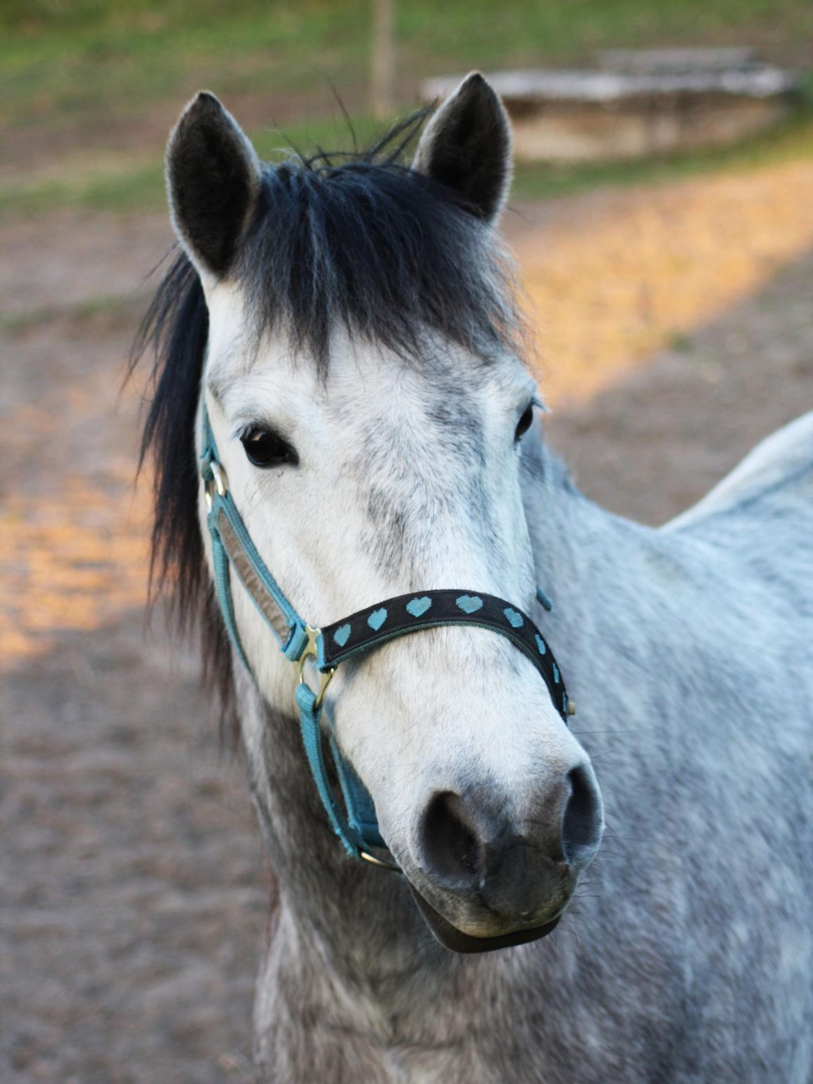 Anden særlig race Takita billede 8