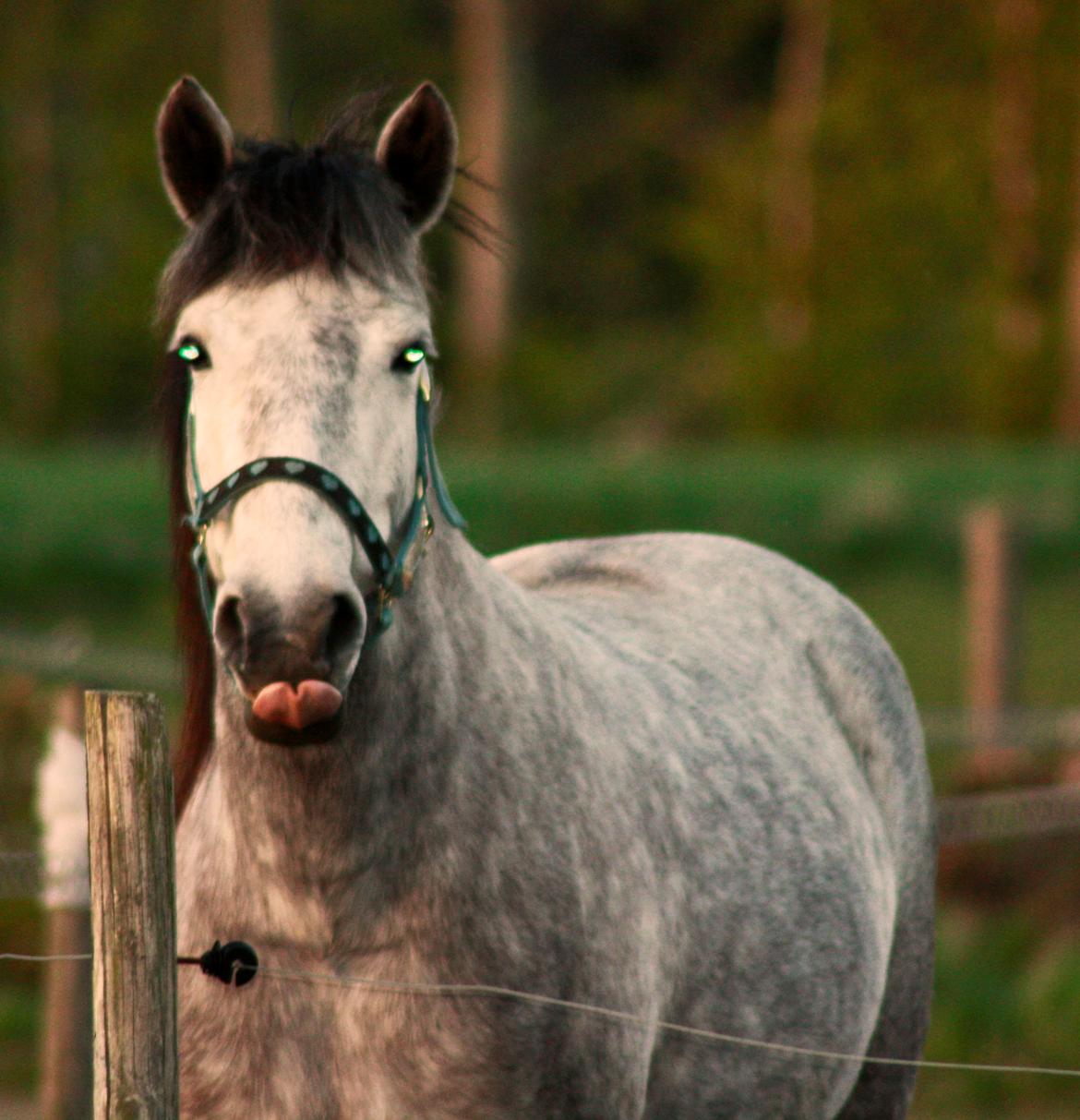 Anden særlig race Takita billede 9