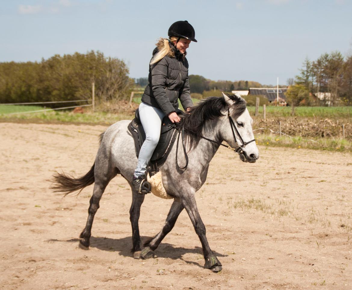 Anden særlig race Takita billede 11