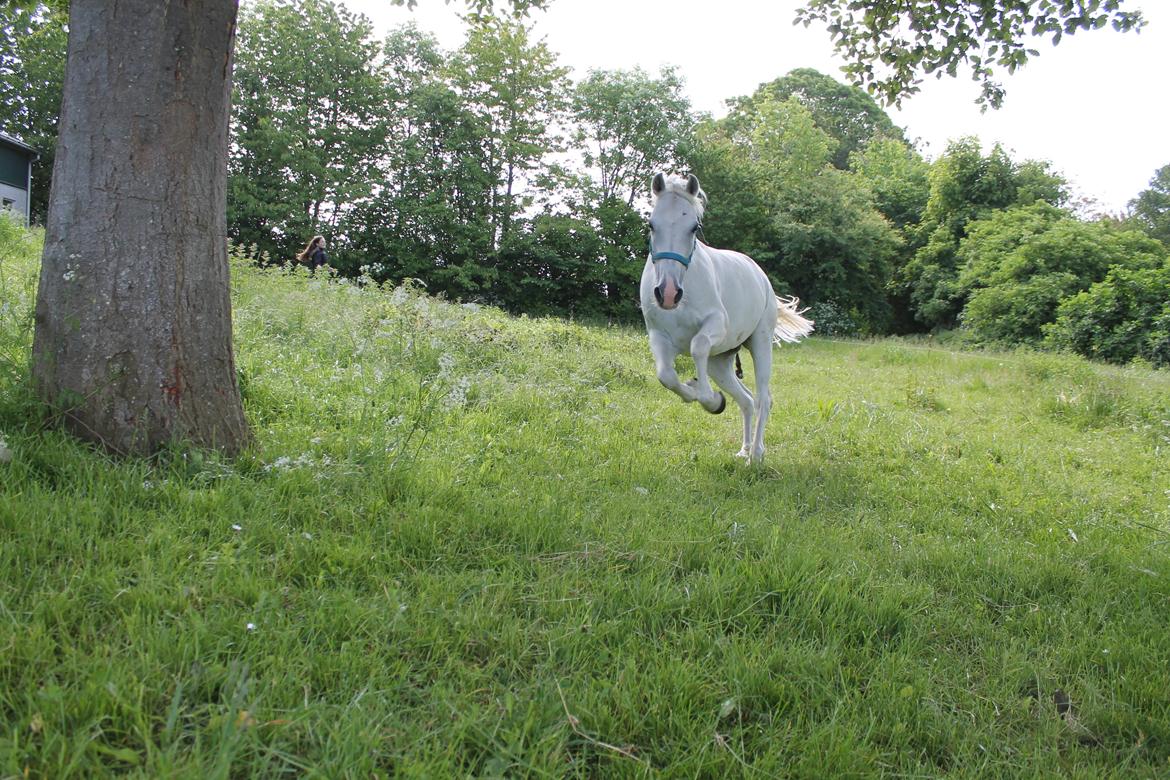 Anden særlig race Princess - På "ferie" Maj 2014 billede 3
