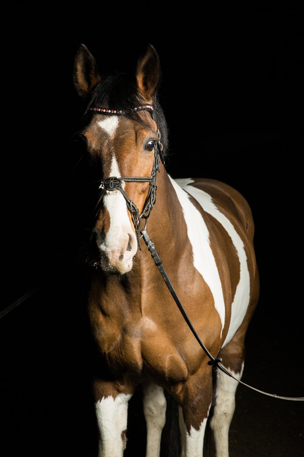 Pinto Lucky Boy billede 5