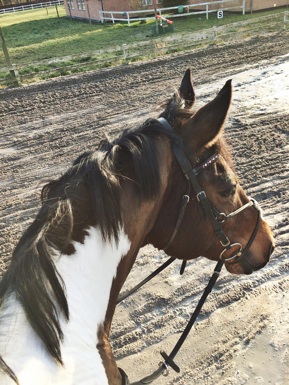 Pinto Lucky Boy billede 15