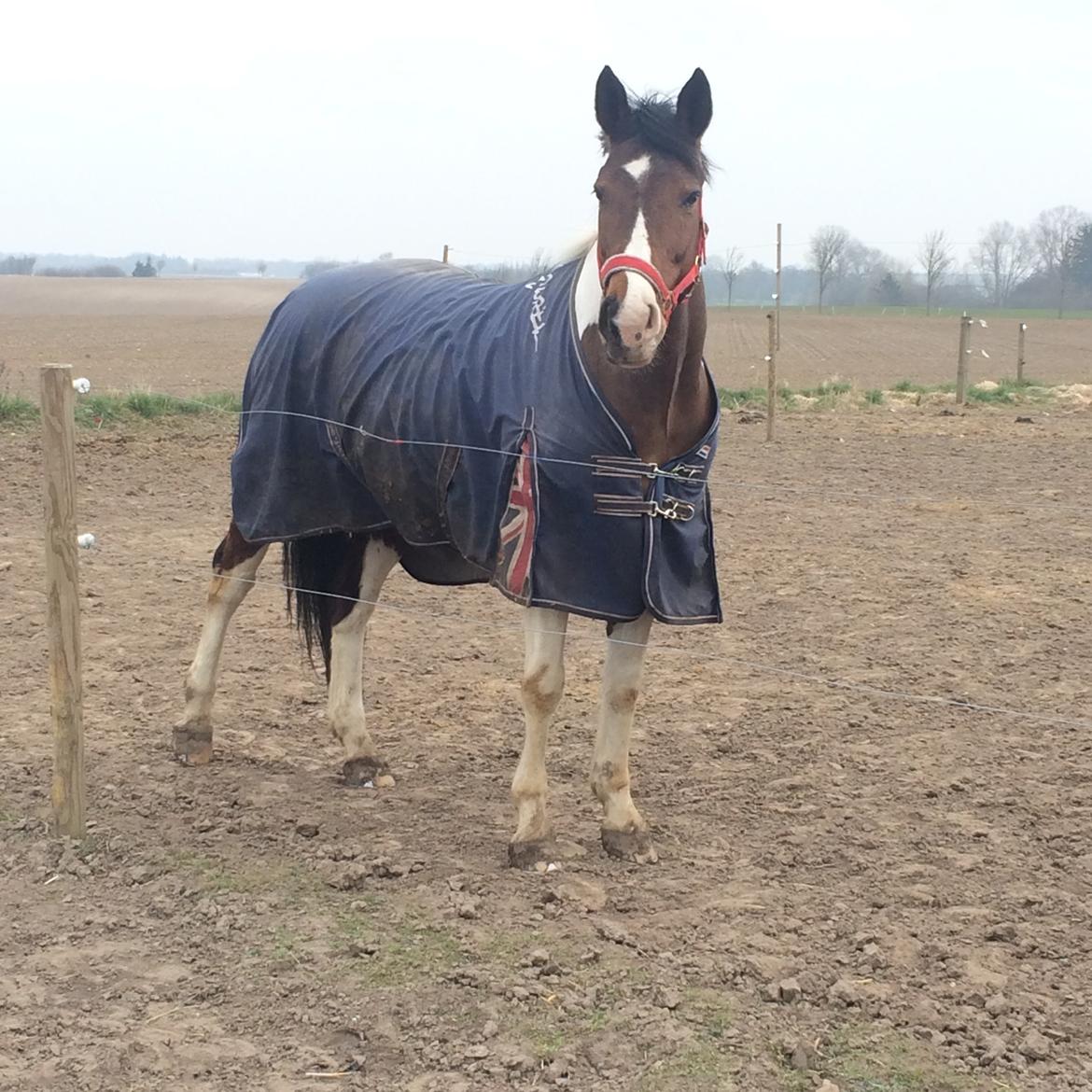 Pinto Lucky Boy billede 16