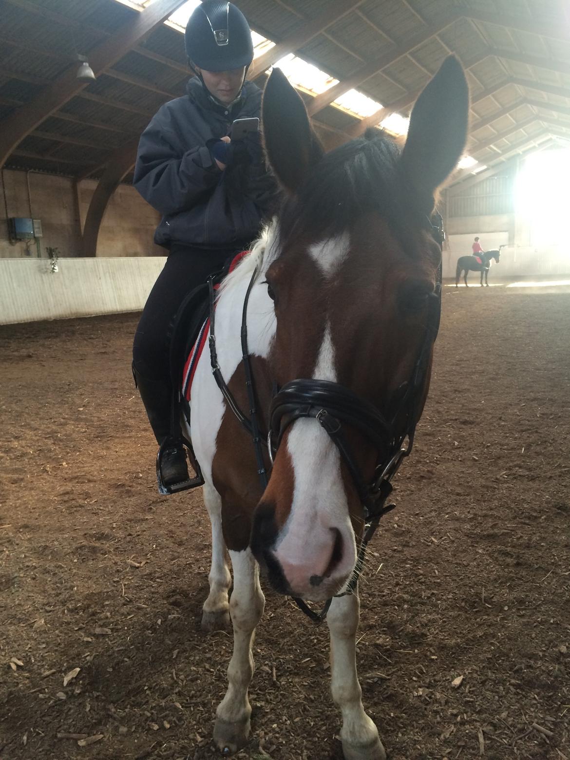 Pinto Lucky Boy billede 18