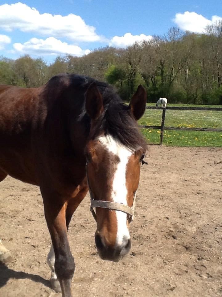 Dansk Varmblod Michigan - Michi løs på ridebanen D.2.5-2015. :) billede 14