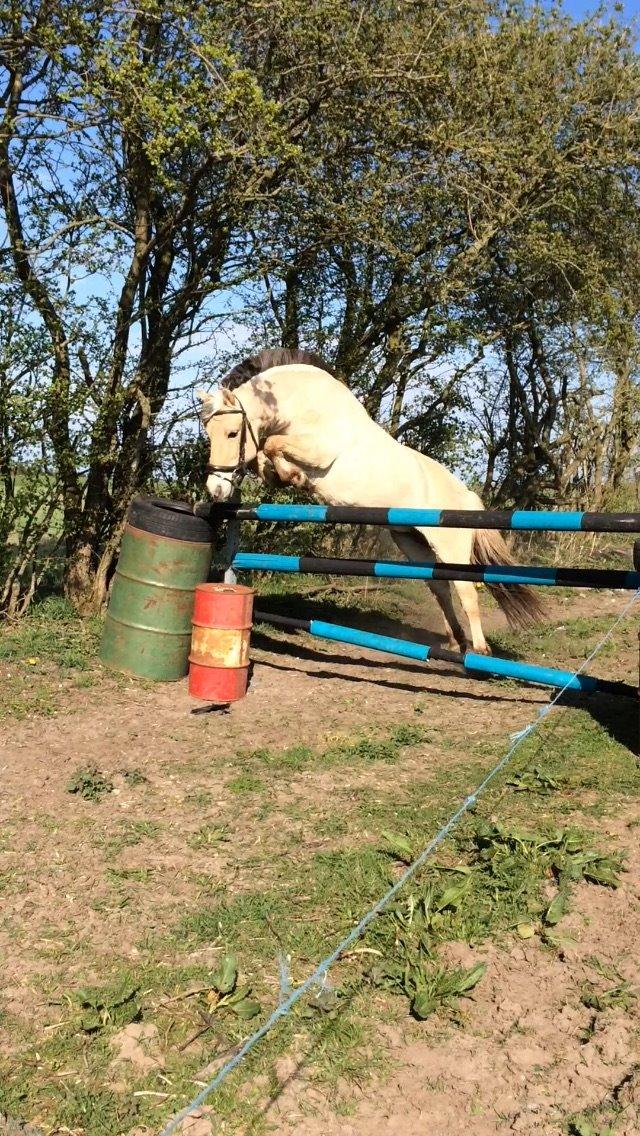 Fjordhest Tulstruplunds Amanda - Amanda springer 130 i løsspring billede 9