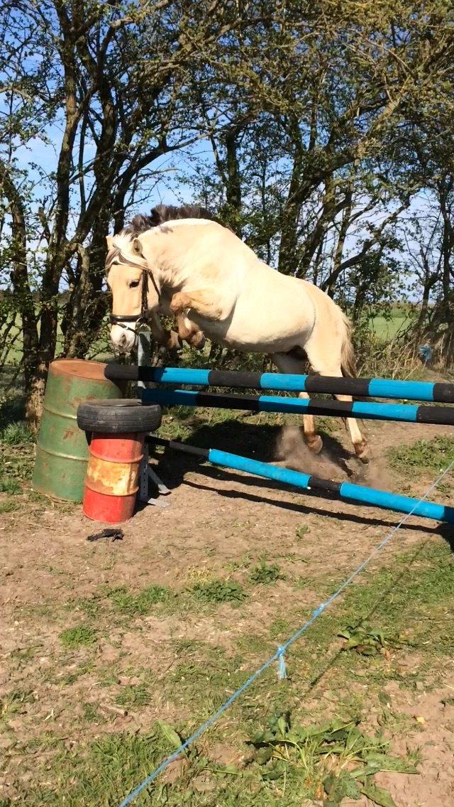 Fjordhest Tulstruplunds Amanda - Yay, 110 cm <3 billede 10