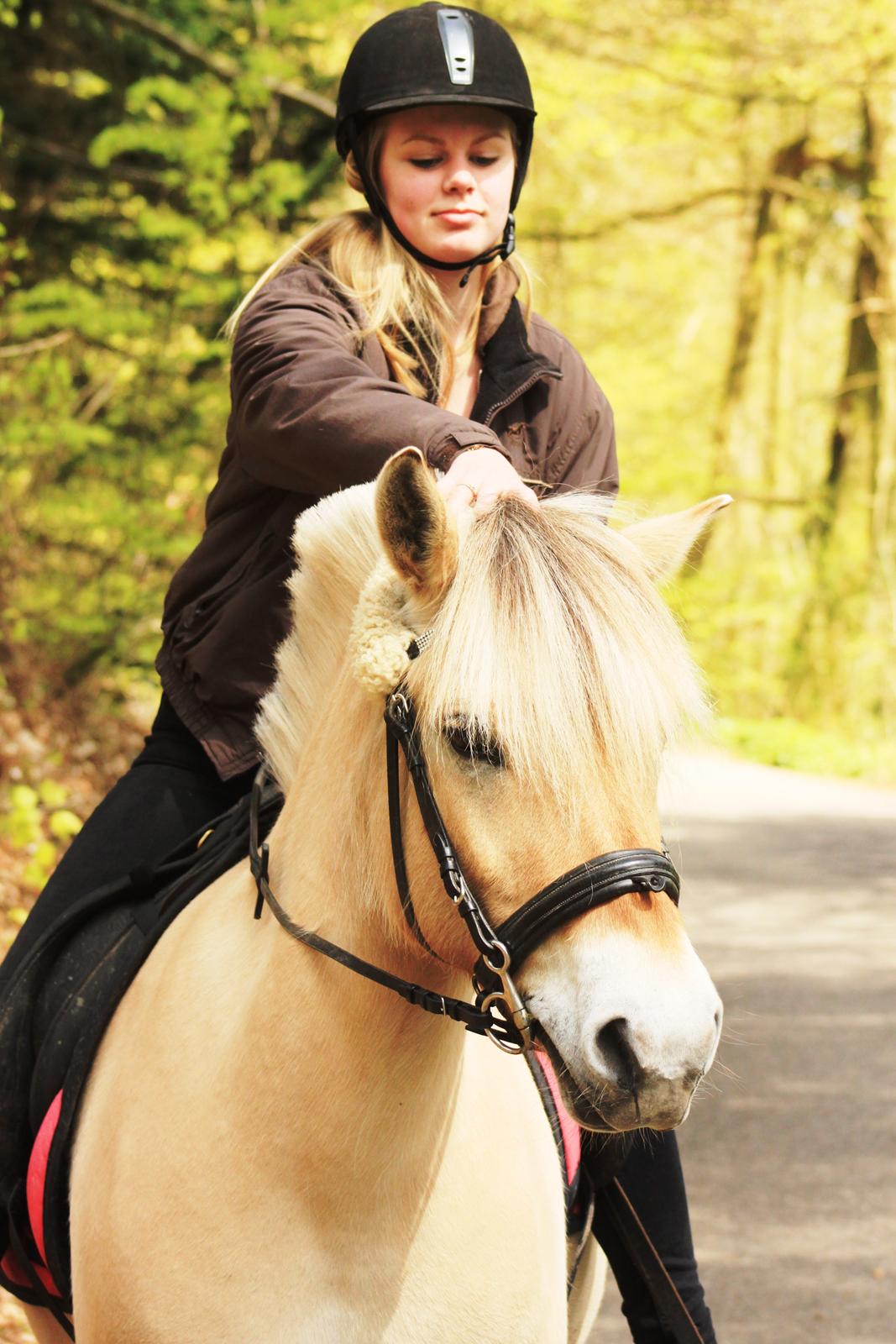 Fjordhest Estel Tidselbjerg - Maj 2015, på tur i skoven sammen med Lærke billede 13