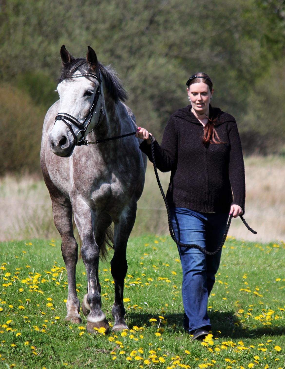 Dansk Varmblod Lambrié Vejen (Avlshoppe) - NYT: Går tur med damen :) billede 41