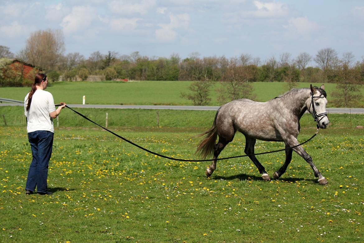 Dansk Varmblod Lambrié Vejen (Avlshoppe) - NYT: Første longe tur billede 40