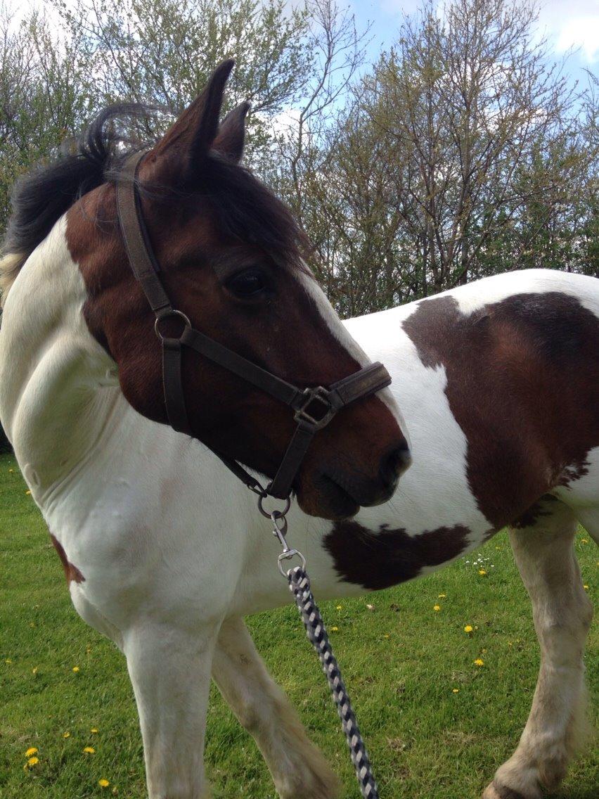 Irsk Sportspony Coney patch billede 7