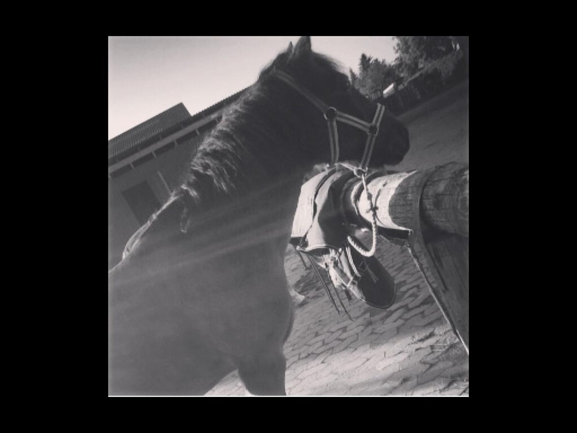 Dartmoor Kjærholms Hale Bob - biledet blev taget i sommers!❤️ billede 1