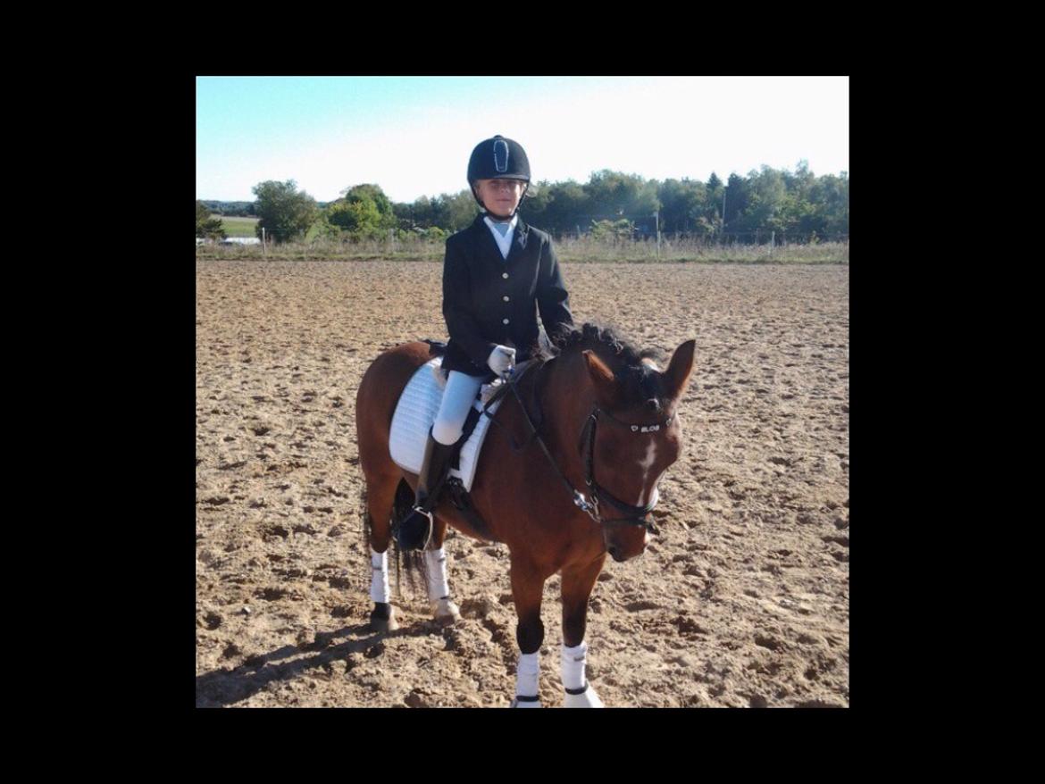 Dartmoor Kjærholms Hale Bob - til stævne på nordgården 2014 billede 2