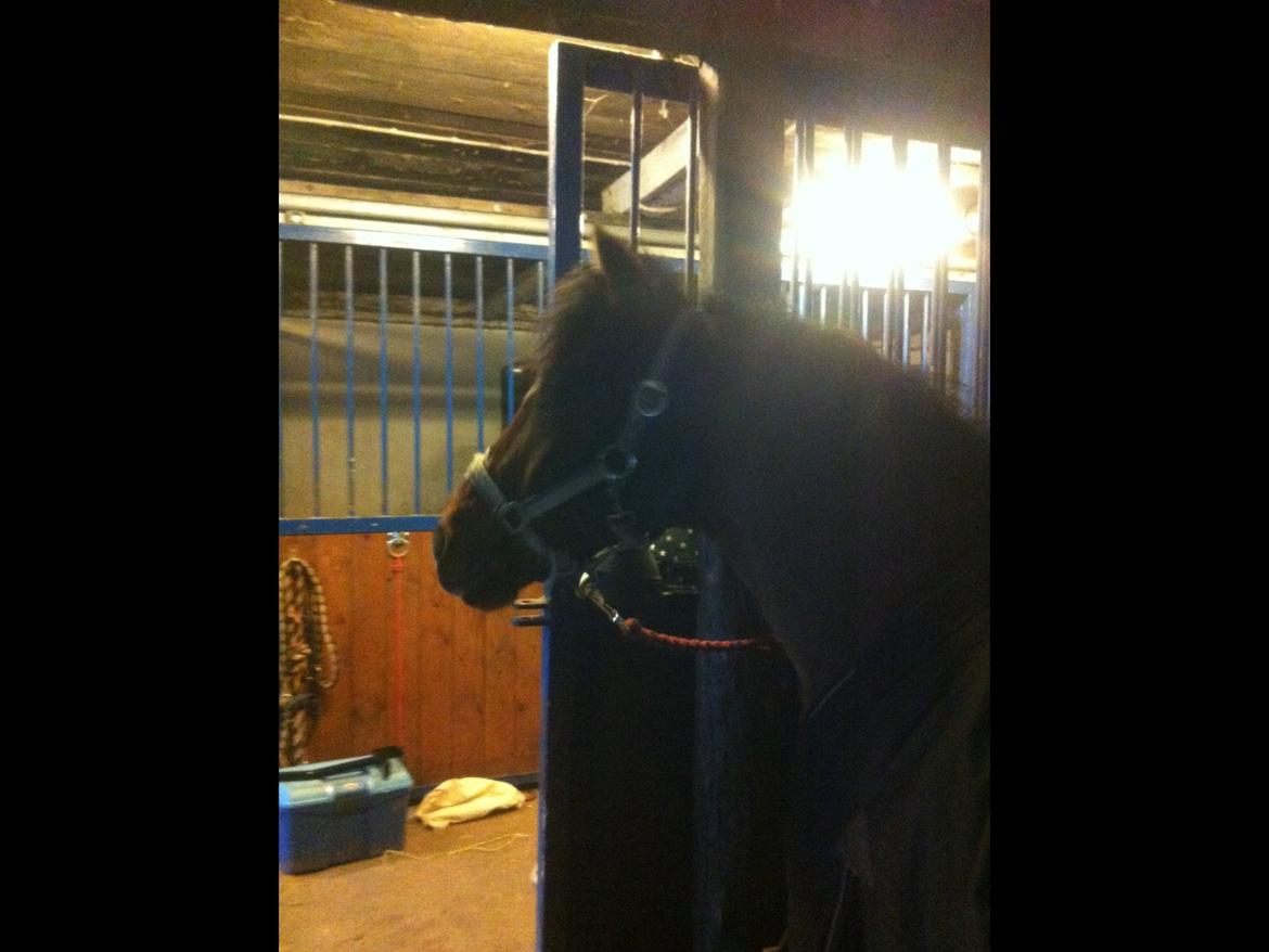 Dartmoor Kjærholms Hale Bob - bloooob!❤️  foto:mig billede 3