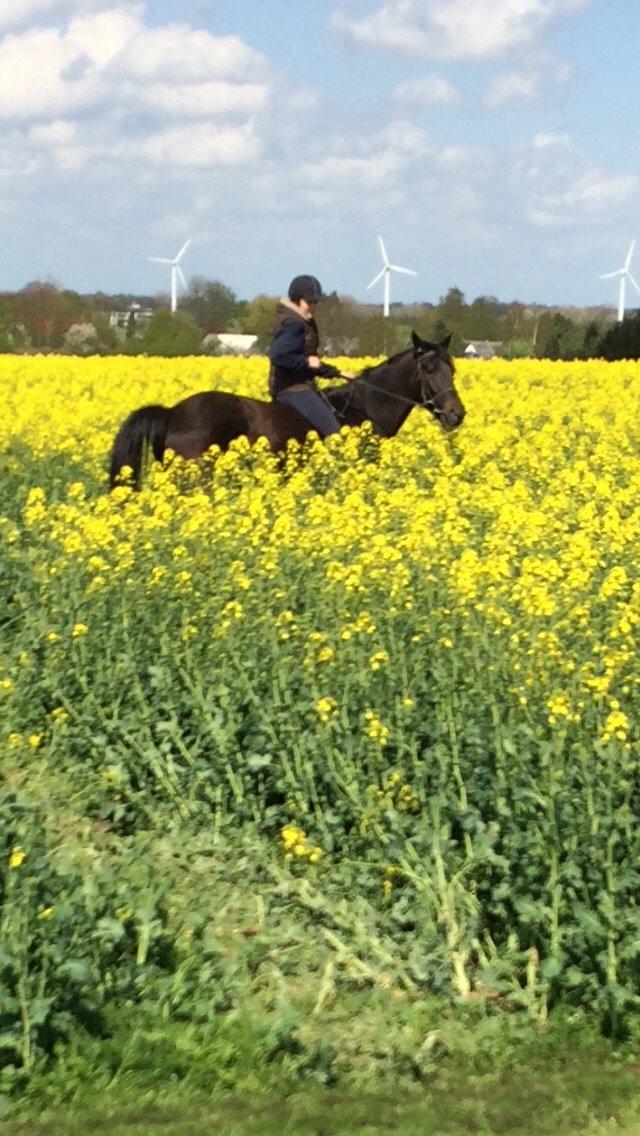 Traver Greenhill's tiger billede 26