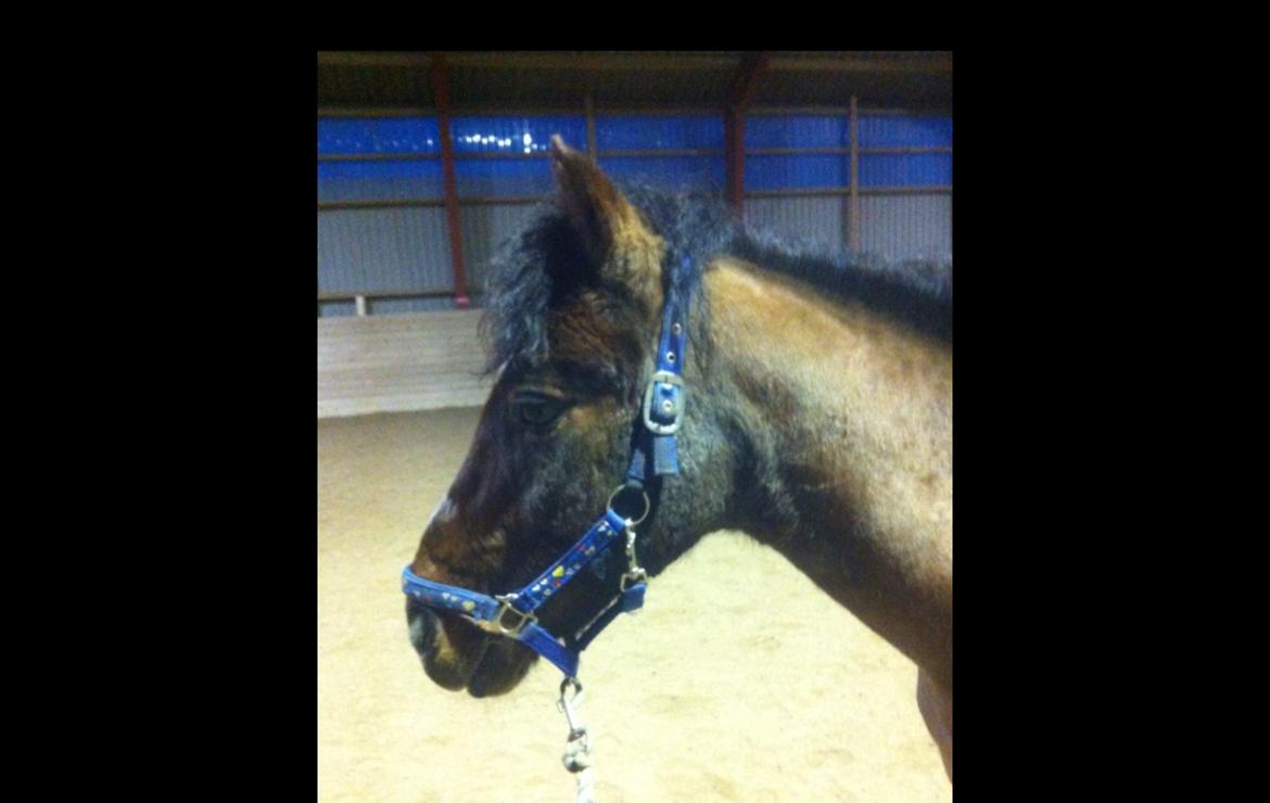 Dartmoor Kjærholms Hale Bob - ridehuset foto: miiig😍 billede 8