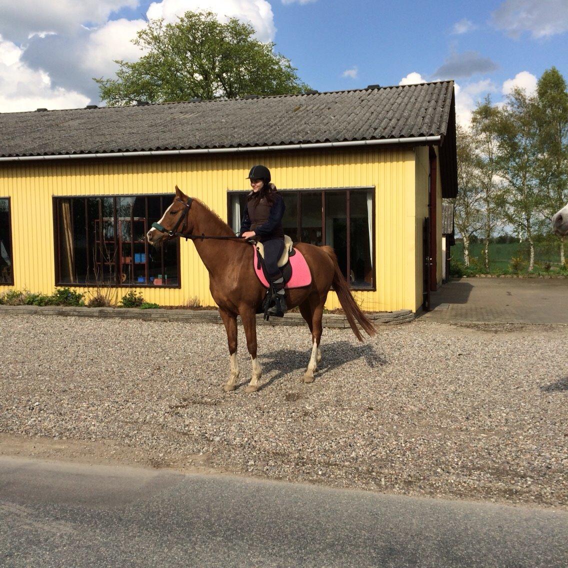 Arabisk fuldblod (OX) Fedra billede 30