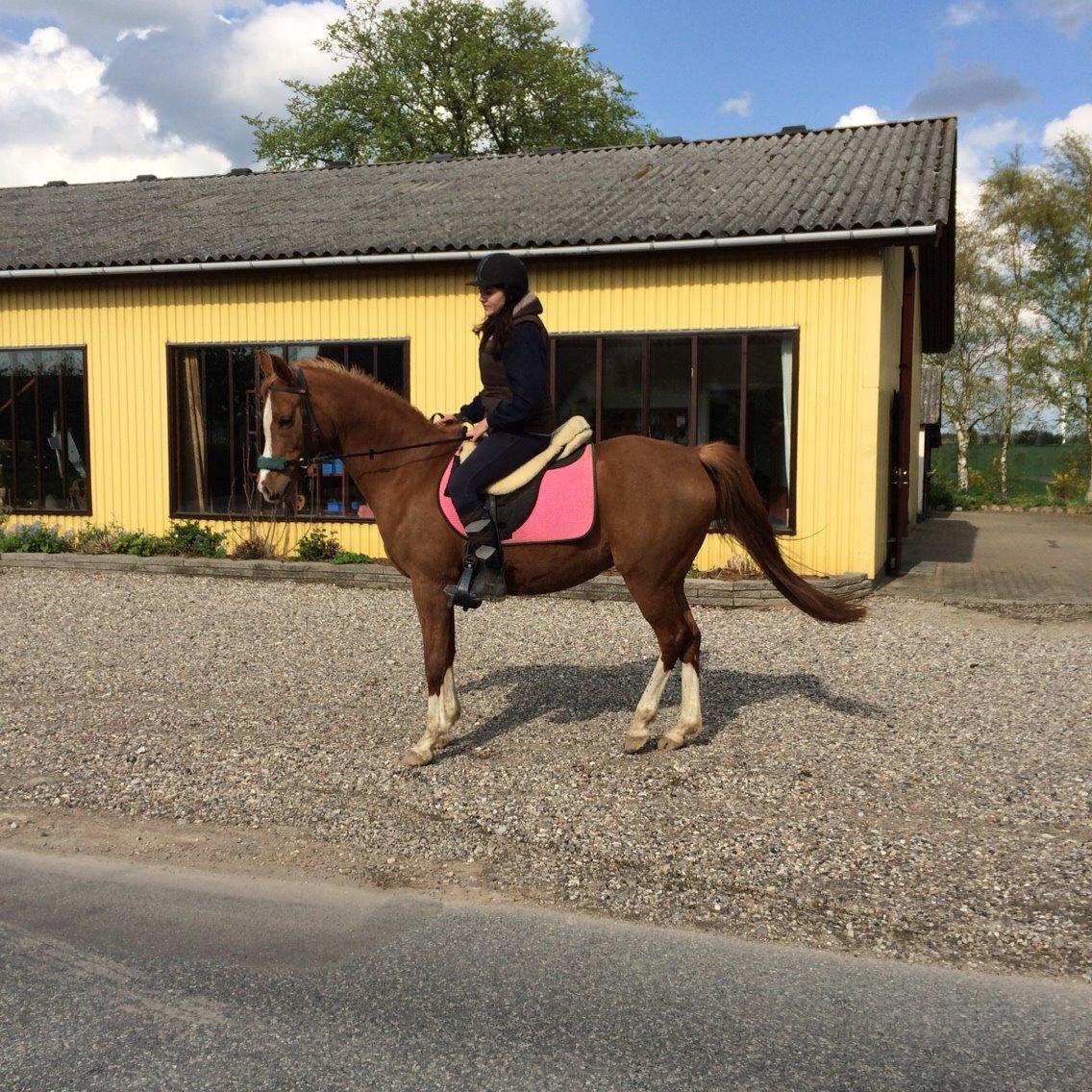 Arabisk fuldblod (OX) Fedra billede 29