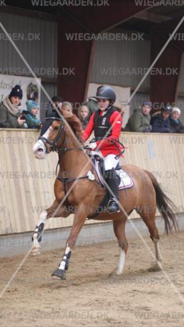 DSP Flicha - LB* i Brønderslev billede 6